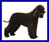 Click here for more detailed Irish Water Spaniel breed information and available puppies, studs dogs, clubs and forums